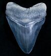 Beautiful Bone Valley Megalodon Tooth #5634-1